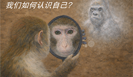 王立平組揭示工作記憶的元認知判斷由獼猴前額葉皮層整合多重成分形成